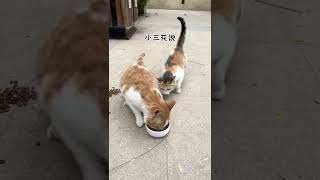 【喵可酱】大波浪都找到对象了，你对象呢#橘猫 #流浪猫日常