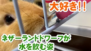 #9 【うさぎ】ネザーランドドワーフの水飲み(The Netherland Dwarf Water Drinker)【癒し】