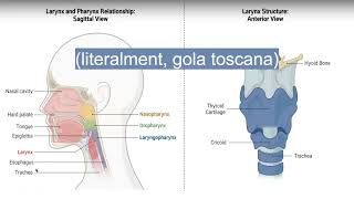 Discover the beauty of Tuscany and its dialect in Catalan