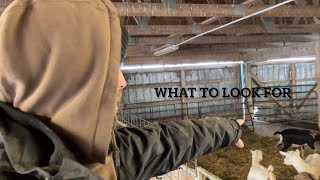 How we know our goats are in labour - Kidding season 2023 day 8