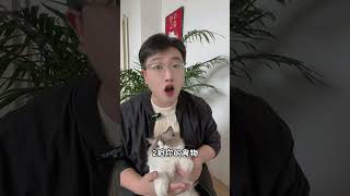 猫咪被主人宠坏的四种表现，你家猫咪有没有。Four signs that a cat is spoiled by its owner. Does your cat have any?