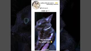 Funny cats 2024 😂, collecting pet enthusiasts (1k/1.5k) #shorts #cat #youtubeshorts #funny #catlover