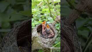 Mom feeding three babies #viral #trending #shorts #short