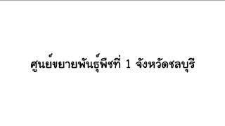 การขยายพันธุ์กล้วยโดยวิธีการผ่าหน่อ