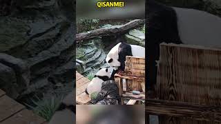 可爱的奇三妹千里迢迢来挑衅妈妈 #animals #大熊猫 #cute #adorablepanda #funny #pandacub #pandalife #pets #pandalove