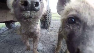 Cute and Curious - Spotted hyena cubs in the Ngorongoro Crater