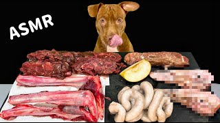 Best Dog MUKBANG PITBULL EATING RAW FOODS