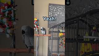 Gizmo is the Simon Cowell of whistle training 😂 he is a tough judge #talkingparrot #africangrey