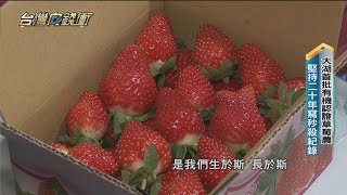 大湖首批有機認證草莓農　堅持二十年寫秒殺紀錄 20220305【台灣向錢衝】PART3