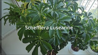 소엽 홍콩야자 분갈이 (Schefflera Luseanne)