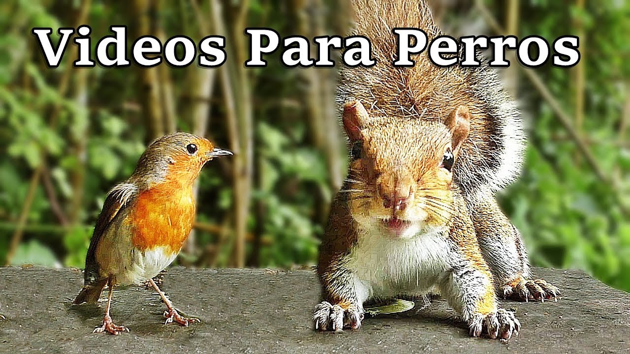 Videos Para Perros : Pájaros Y Ardillas - YouTube