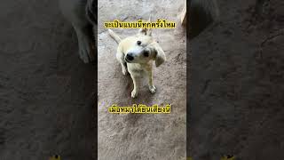 หลอกได้ทุกครั้งไป🤣 #หมา #สงสัย #งง #น่ารัก #dog #dogs #cute #doglover #shortvideo #shorts