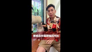 别再看着缅因说是挪威森林猫了！#缅因猫 #挪威森林猫 #品种猫介绍 #又骗我养猫 #铲屎官的乐趣