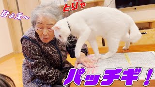 頭突きをしてでもおばあちゃんに新聞を読ませたくない次男猫…笑[白猫のトコちゃん]