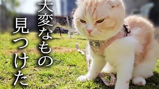 庭で遊んでたらとんでもないものを見つけた子猫と犬がこちら...