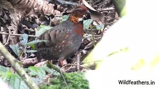 chestnut Breasted Partriged.