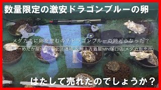 品種メダカは冬に卵を産むのでしょうか？あの限定数の激安ドラゴンブルーの卵はどうなったのか？はたして売れたのでしょうか？ネバーめだか屋(神戸市北区道場)＆無人古着屋MN店(メダカ販売所)