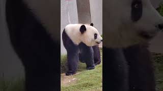 “戏精”秦韵这小眼神，估计有800个心眼子！ #panda #大熊貓