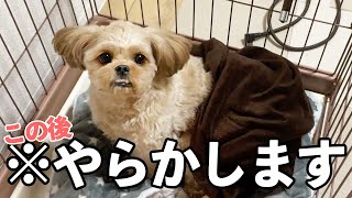 【ペキプー】久しぶりのお留守番でやらかす愛犬がこちらです泣