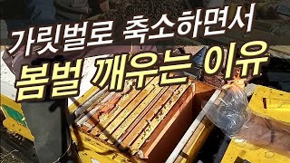 봄벌을 격리판으로 축소(가리벌)하여 깨우는 이유