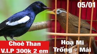 Choè than to đẹp ✅ Hoạ Mi trống mái bộ 64-66 Grams