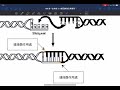 08 重組dna