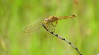 Crocothemis servilia female (09Oct2014a)