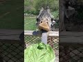 giraffe smashes some giant leaves then licks joey edibles hand