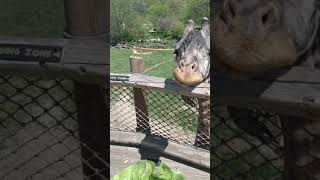 Giraffe smashes some giant leaves then licks Joey Edibles hand