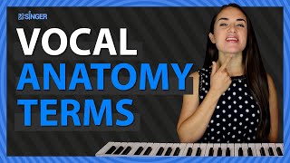 Vocal Anatomy Terms | 30 Day Singer