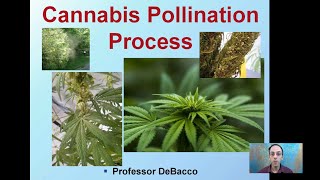 Cannabis Pollination Process