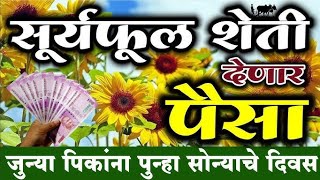 सूर्यफूल लागवड माहिती | Suryaful Lagwad | Sunflower Farming | सुर्यमुखी