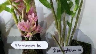 Anggrek Langka!! Dendrobium hercoglossum - Den. bracteosum \u0026 Den. macrophyllum