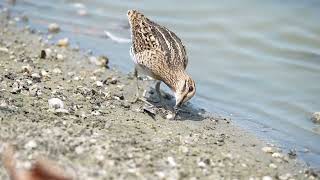 中地鷸（1）Gallinago megala/田鷸common snipe/區別（1）