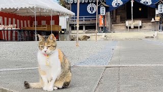 いつもと違う初詣　看板ネコ「チビ」は…