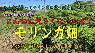 【モリンガ】こんなに大きくなったよ！モリンガ畑　みんなで作ってモリンガの葉っぱを食べよう！ 2022.10.2モリンガ収穫まつり@横芝光