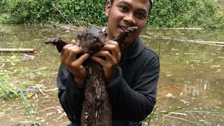 Berburu biawak, ketemu linsang / BERANG-BERANG