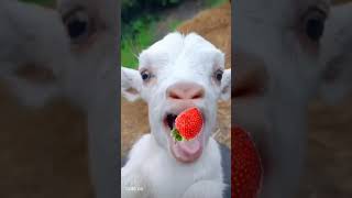 Baby Goat Eat Strawberry 🐑🐑🐑 #shorts