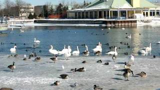 Snug Harbour Port Credit Ontario - Swans in Winter