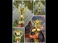 How to make small palm flower bouquet (coconut tree leaf)