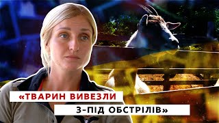 267 врятованих життів: ферма під Дніпром приймає тварин-переселенців | Історії війни