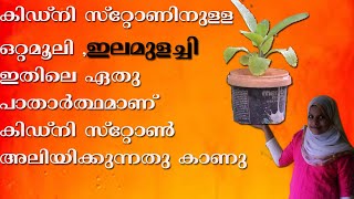 ILAMULACHI/BRYOPHYLLUM  NATURAL REMEDY FOR KIDNEY STONE, കിഡ്നി സ്റ്റോണിനുള്ള ഒറ്റമൂലി ,ഇലമുളച്ചി