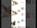 吉娃娃梗圖