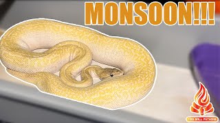 Monsoon Ball Pythons!!!! #ballpython #snakes #eggcutting