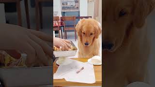 狗狗看到鸡肉，大馒头瞬间不香了When the dog saw the chicken  #pets #funny #cute #cutedog #goldenretrieverpuppy