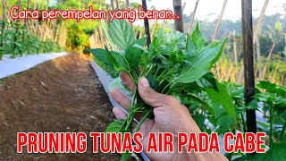 TERNYATA INI MANFAATNYA...!!  PEREMPELAN TUNAS AIR PADA TANAMAN CABE | ABAYOMI 38 HST