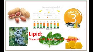 BG - SINH HÓA TV #6 - Lipids - Chất béo [Glyceride, Acid béo, Omega Acid, Sterol, Sáp, Phospholipid]