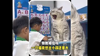 你敢相信吗？一只猫竟然比小孩还要大 #宠物故事 #动物故事 #暖心故事