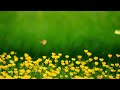 relaxing piano music with stunning nature and flower views – 6 minute escape