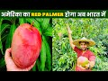 American Red Palmer Mango  Full Information 🥭 Ravizone NurseryWala 🌿